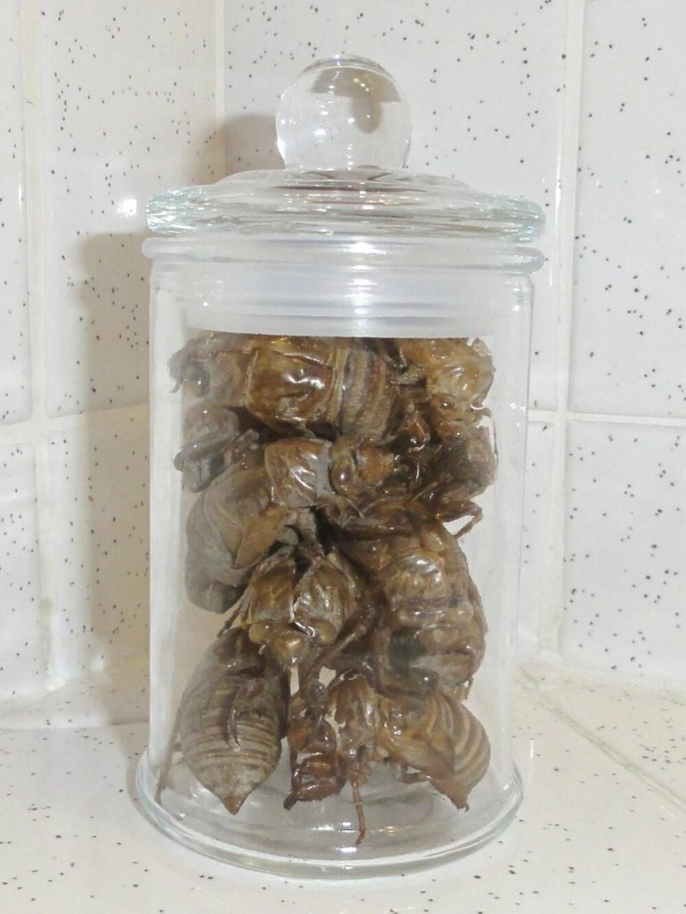 Glass Apothecary Oddity Jar with Cicada Skins curiosity nature cloche goth